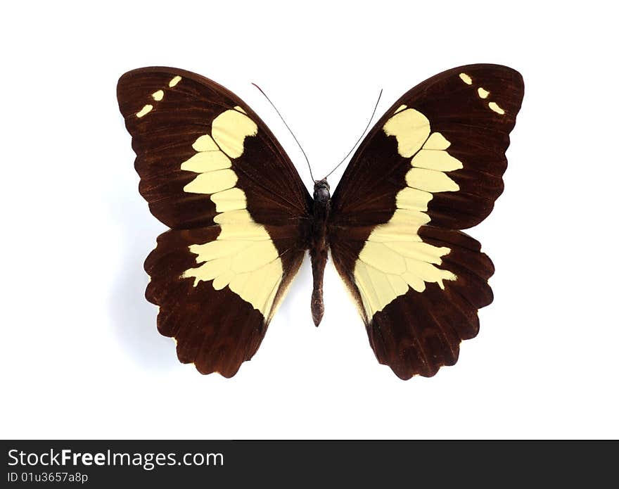 Papilio euchenor on the white background