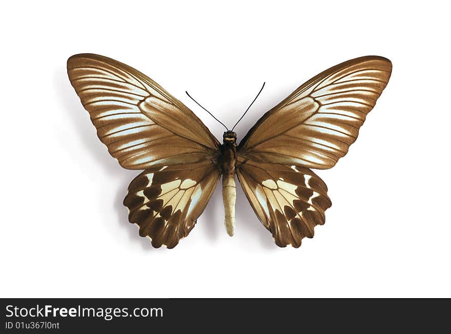 Troides oblongomaculatus (female) on the white background