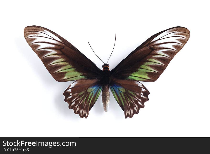 Trogonoptera brookiana ( female) on the white background