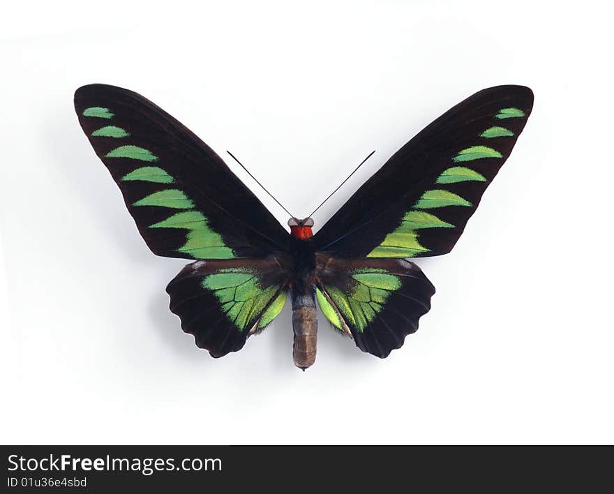 Trogonoptera brookiana (male) on the white background