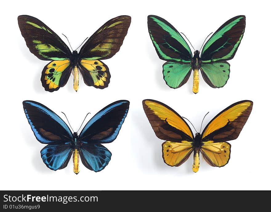 Ornithoptera on the white background. Ornithoptera on the white background