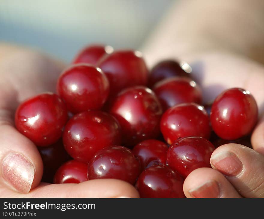 Some beautiful sweet cherry fruit