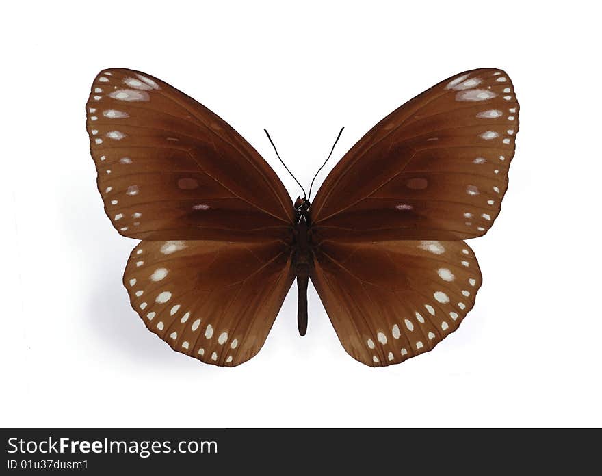 Euploea midamus on the white background