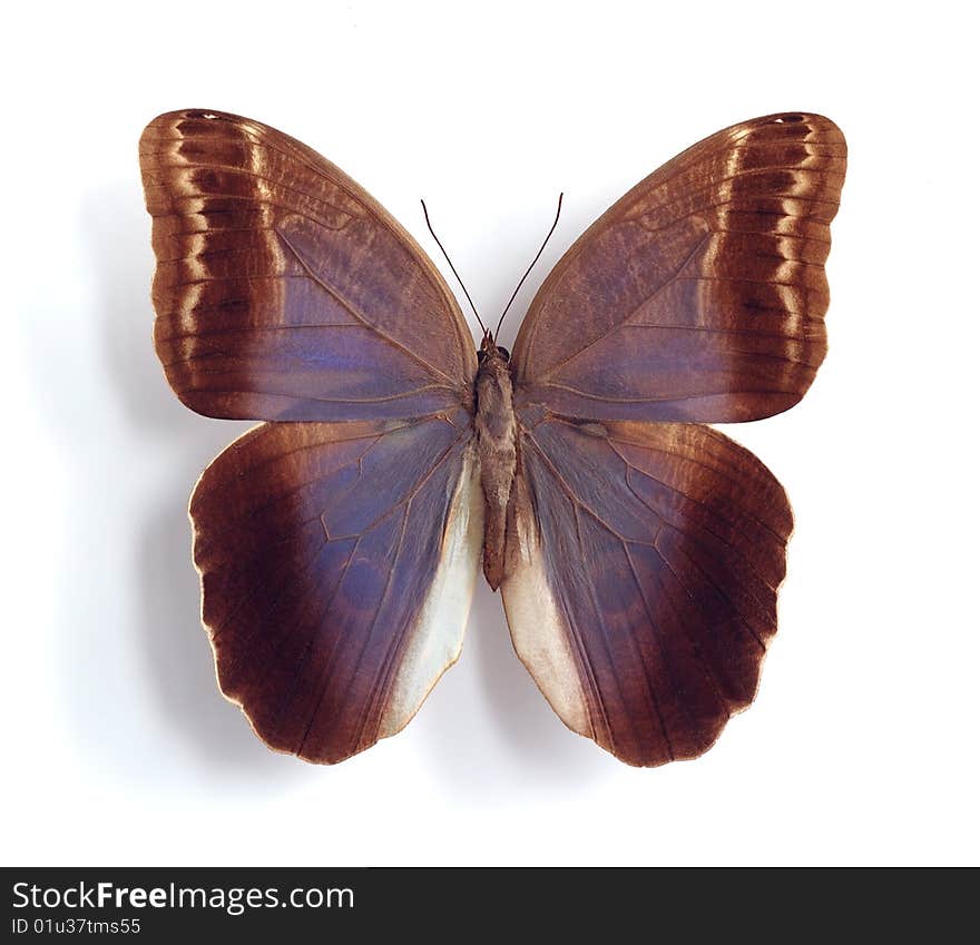 Caligo illioneus on the white background