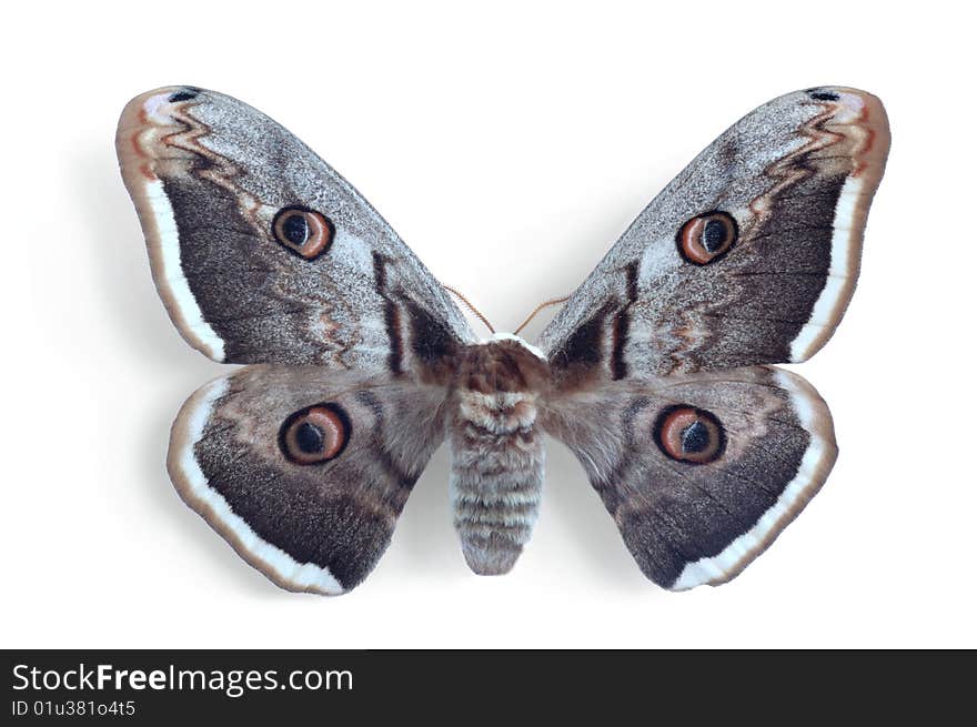 Saturnia pyri on the white background