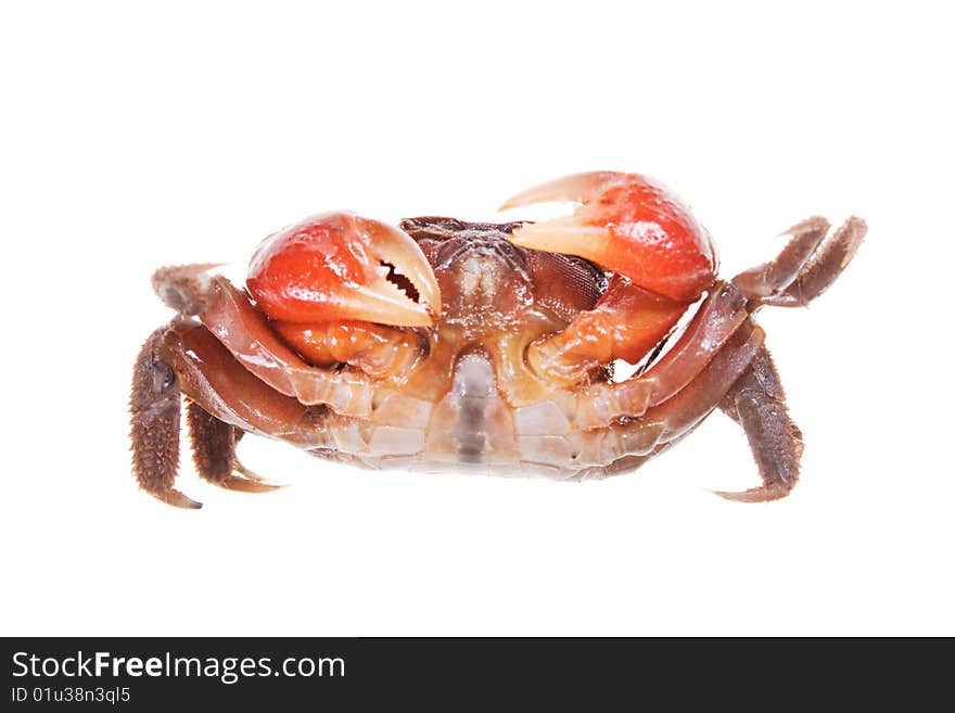 Crab isolated on white background.