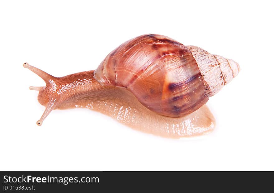 Snail isolated on white background.