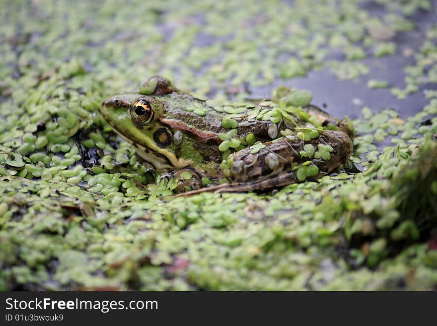 Frog hides in the water. Frog hides in the water