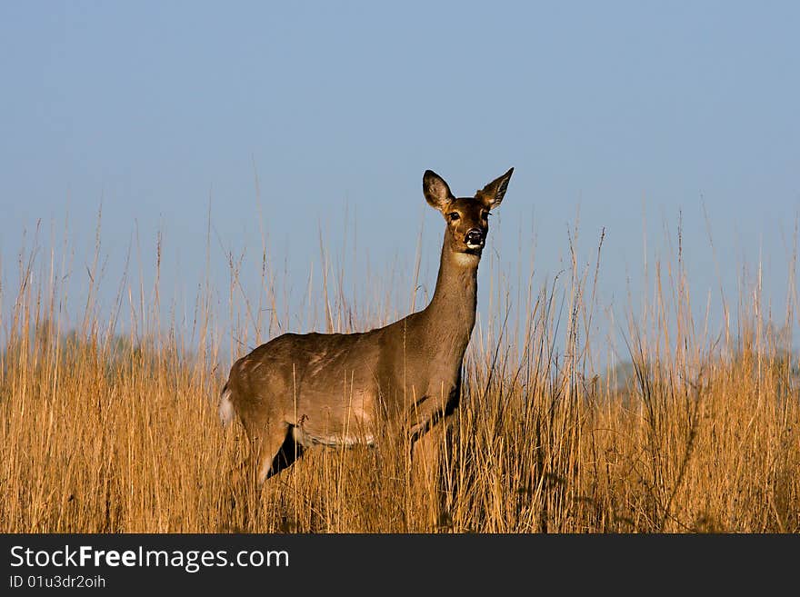 Deer standing at attention in the meadow. Deer standing at attention in the meadow.