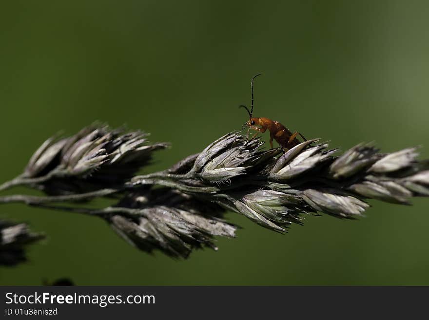 Little red earwig is posing