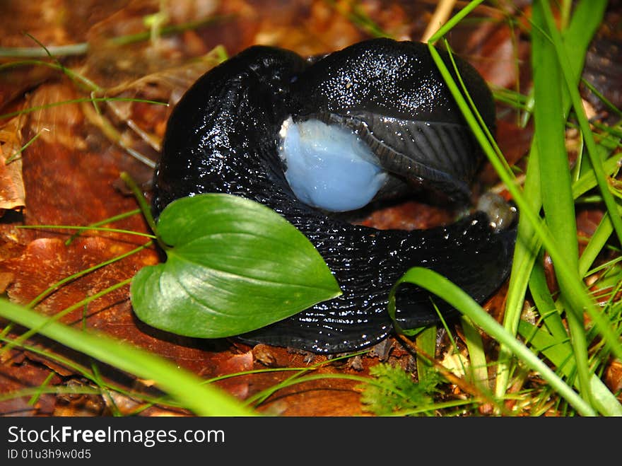 Forest Snails