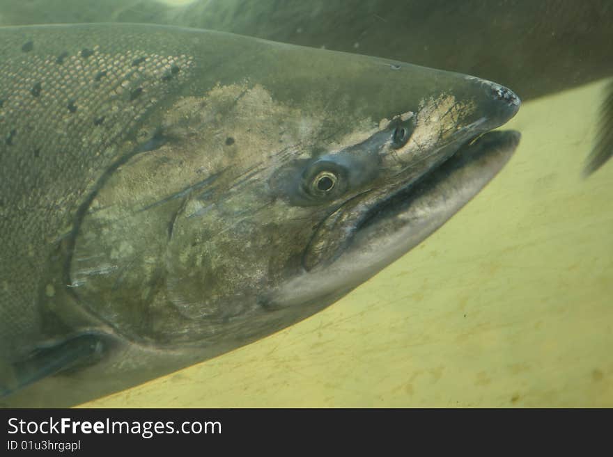 A full grown pacific salmon