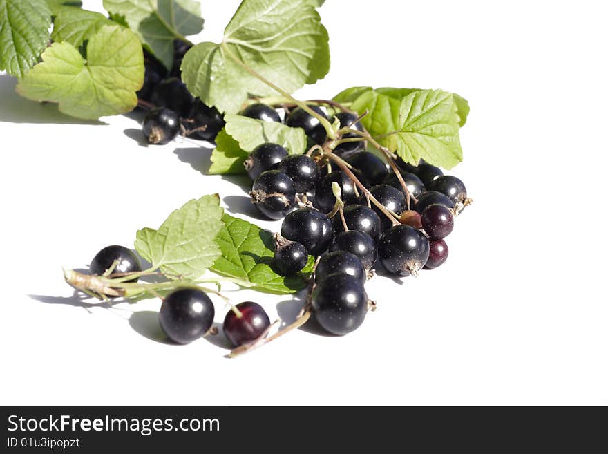 Black Currant