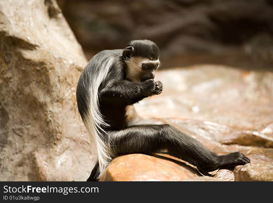 Black and white Colobus monkey eating between rocks. Black and white Colobus monkey eating between rocks