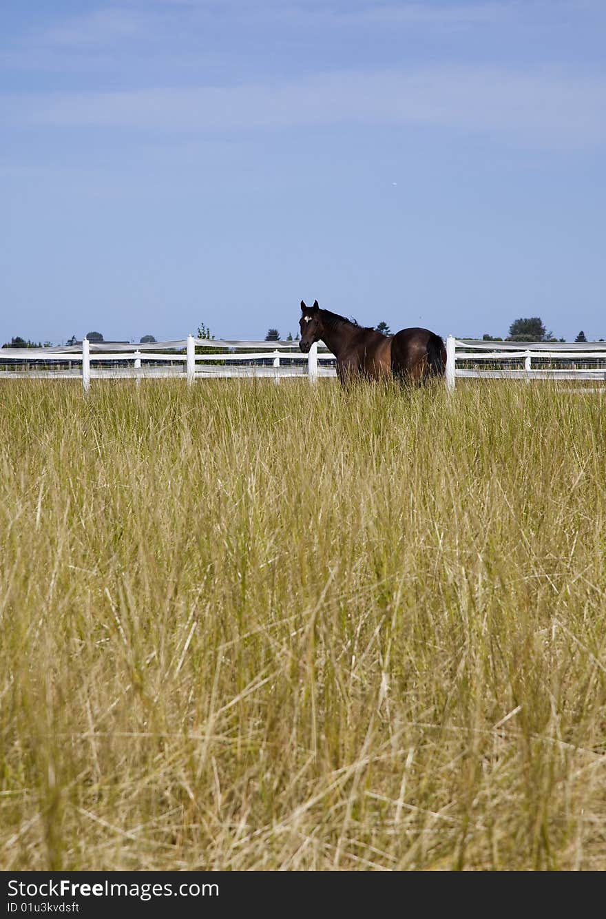 A brown horse stands in a white fence enclosed golden hay field under a summer, clear blue sky. A brown horse stands in a white fence enclosed golden hay field under a summer, clear blue sky.