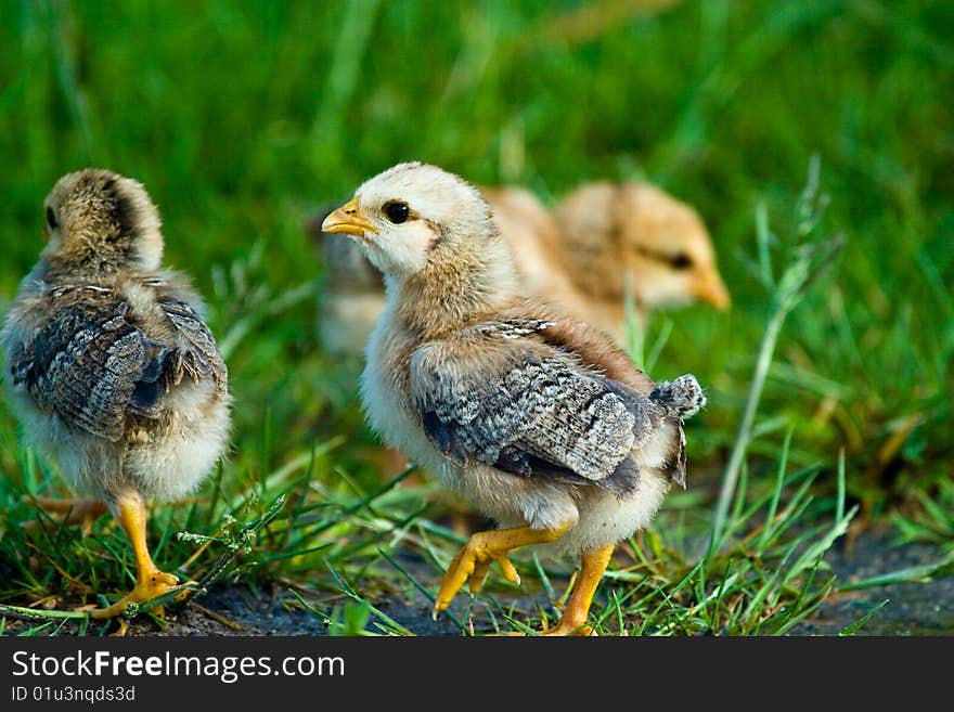 Wild birds near samall lake