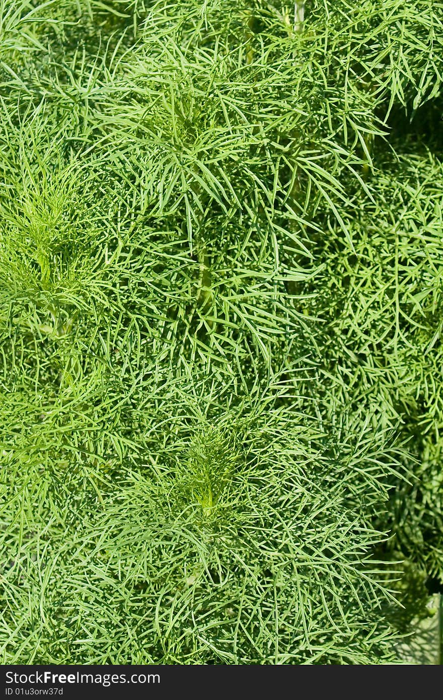 Leaves of Fennel Herb