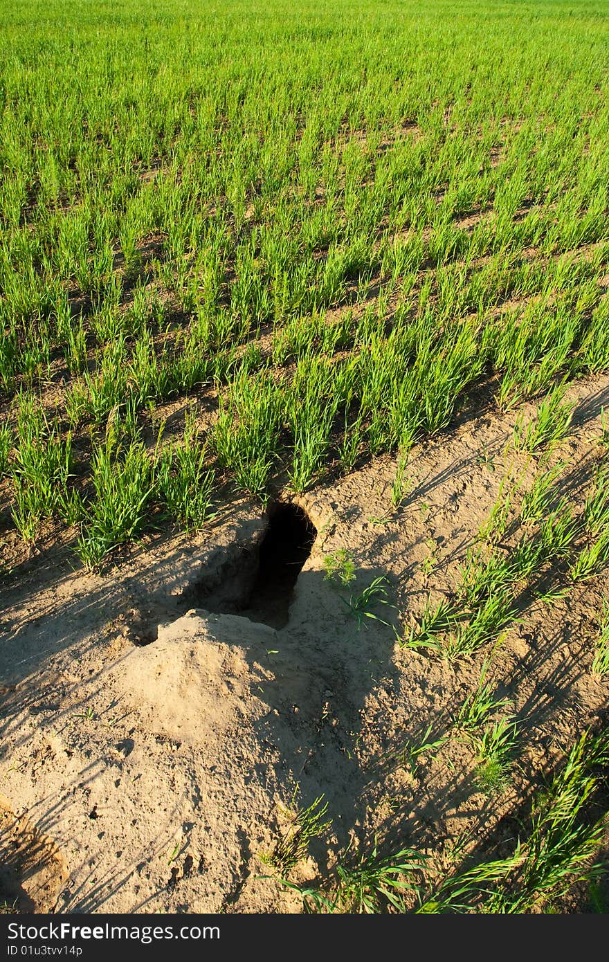 Hole in the green field. Hole in the green field