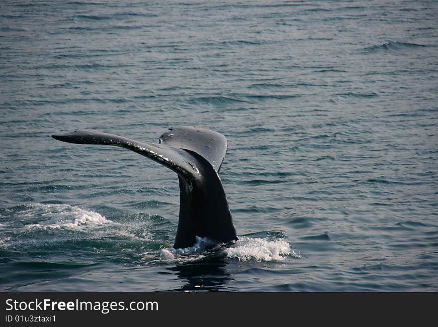 A humpback whale dives, showing its fluke. A humpback whale dives, showing its fluke