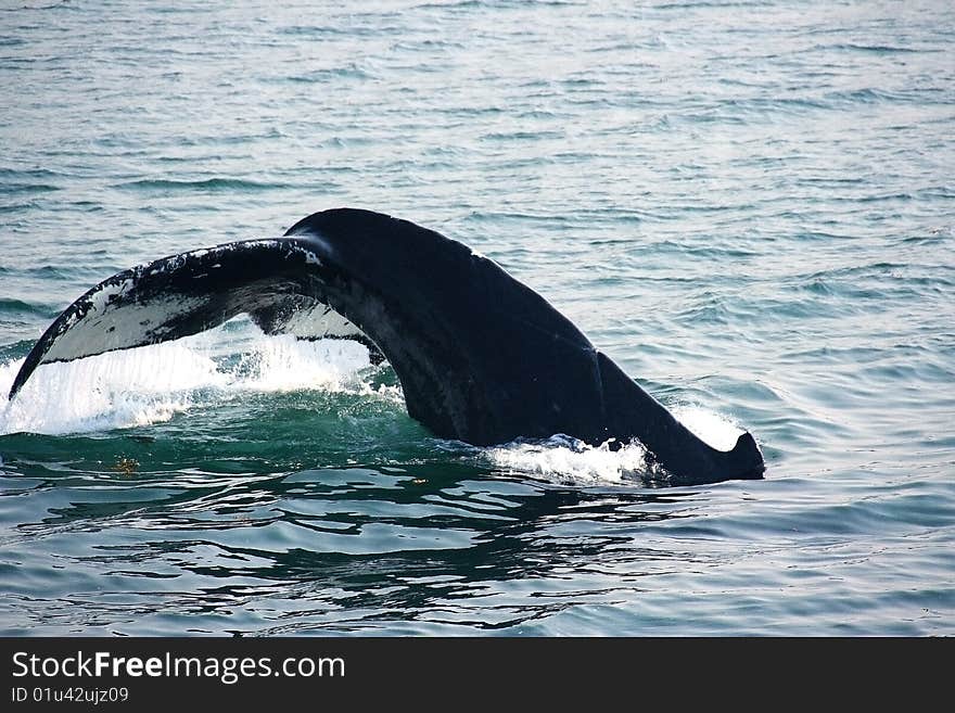 A humpback whale dives, showing its fluke. A humpback whale dives, showing its fluke