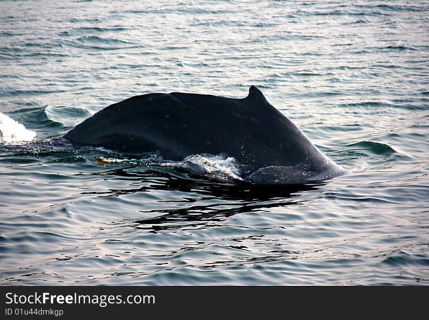 A humpback whale showing its dorsal fin