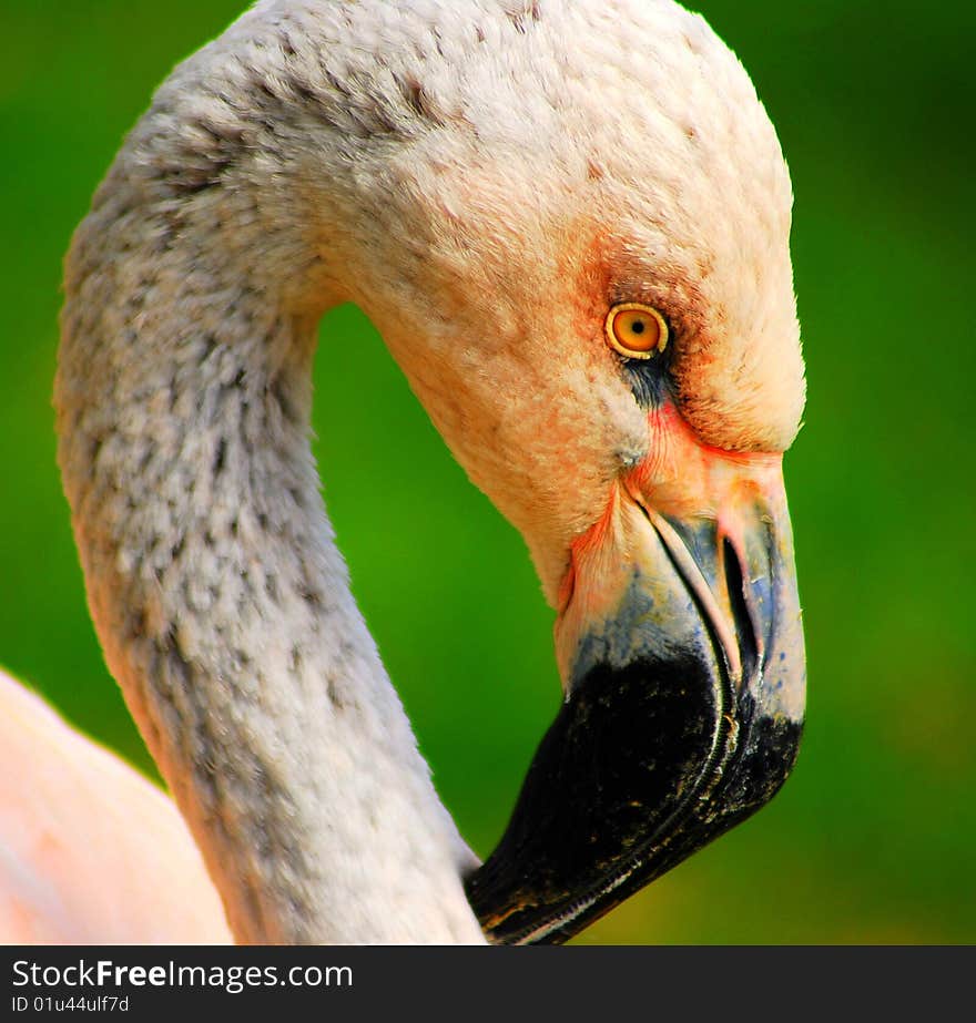 A macro shot of a Pink Flamingo.