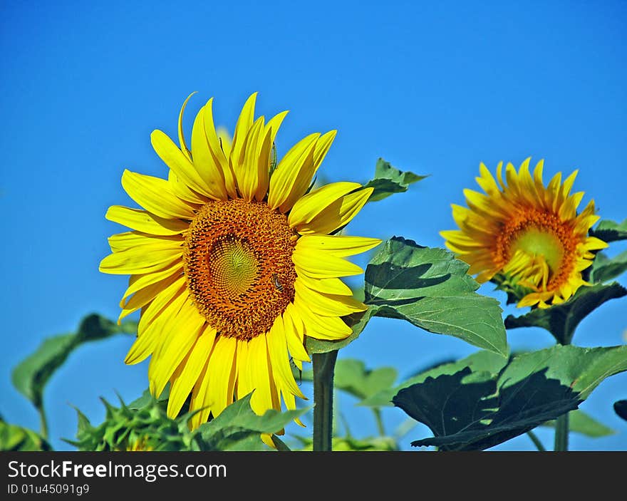 Sunflowers