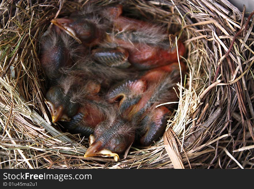 North American Robin nest with chicks. North American Robin nest with chicks