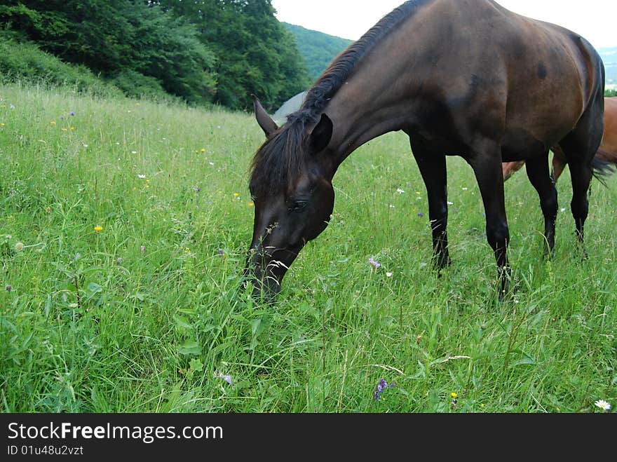 Horses pasture in mountain green field