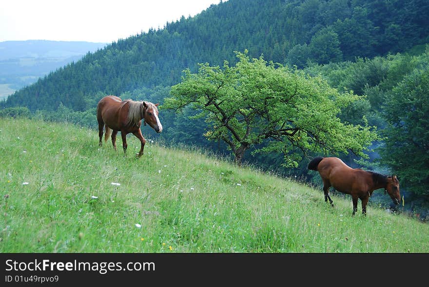 Horses