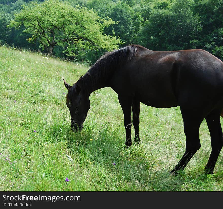 Horses pastures in the meadow on the hill. Horses pastures in the meadow on the hill