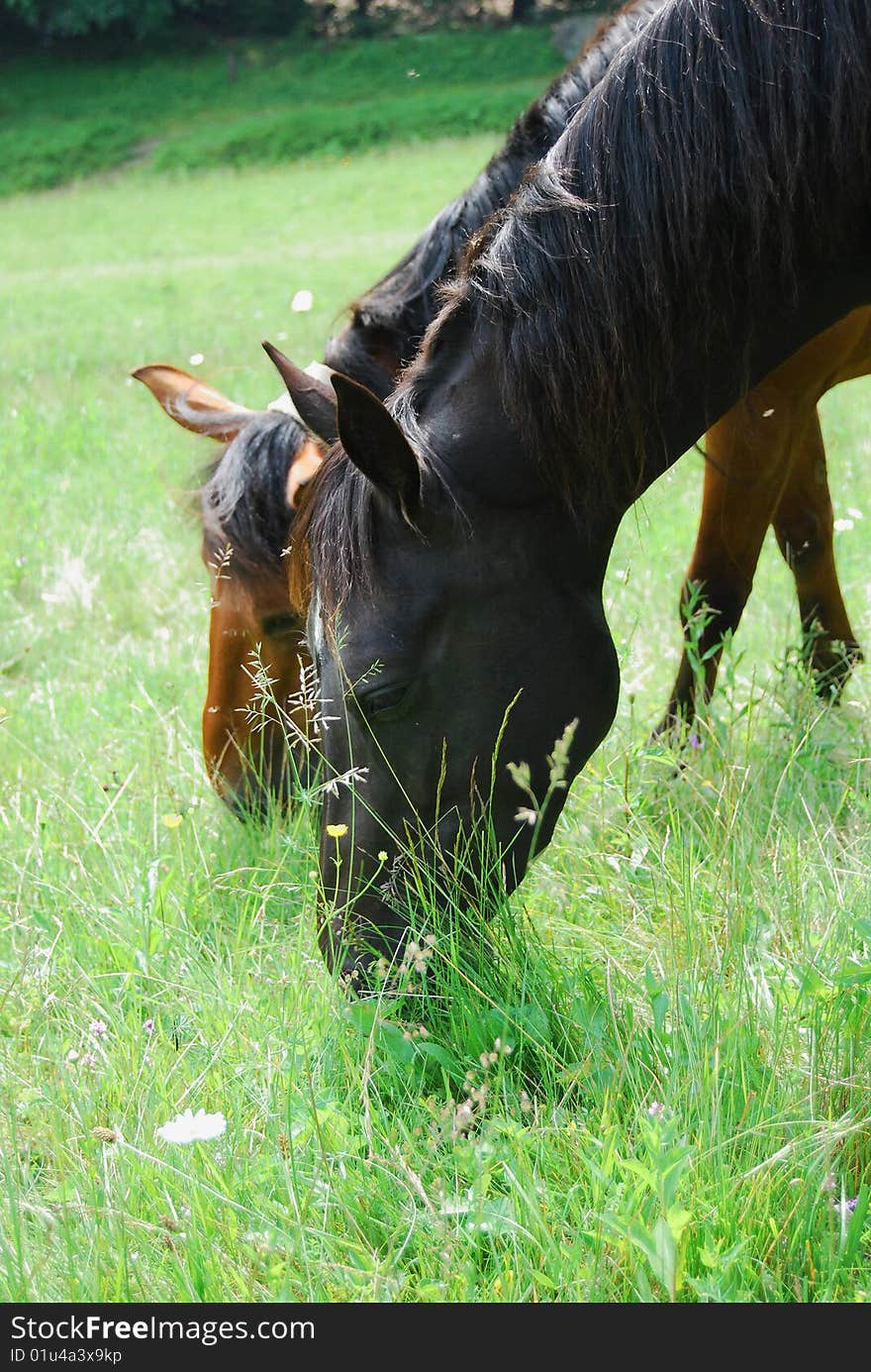 Horses pasture in green field