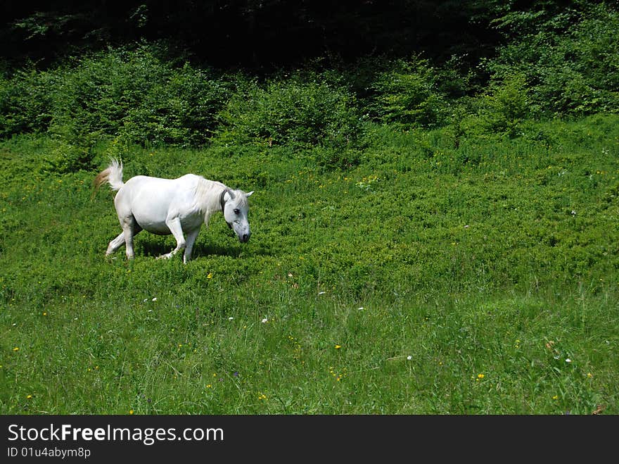 White horse pastures in blueberry field