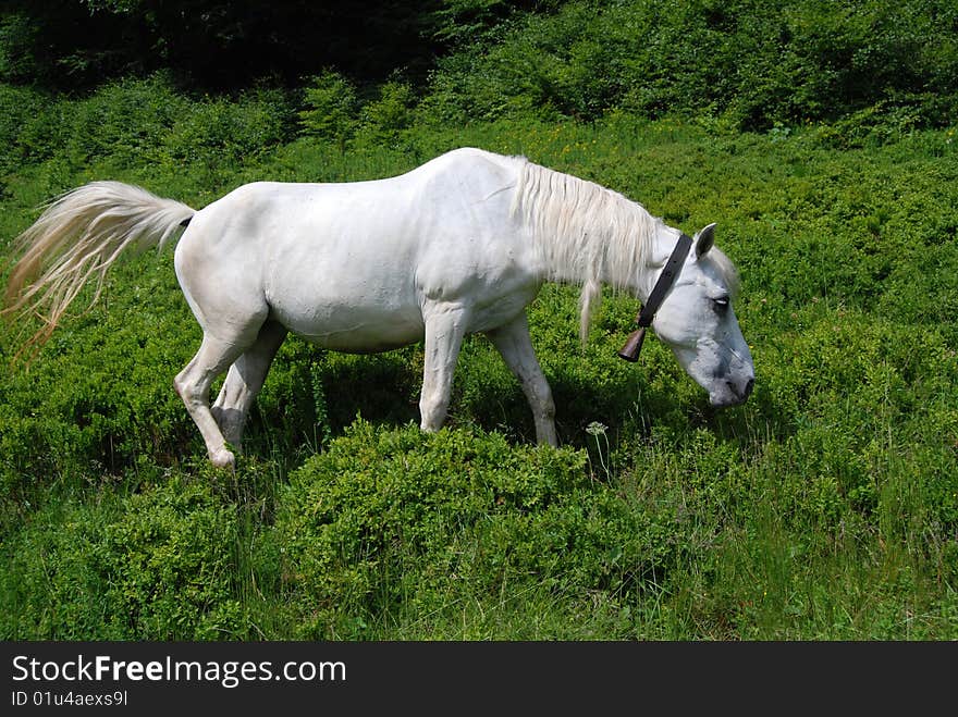 White horse pastures in blueberry field