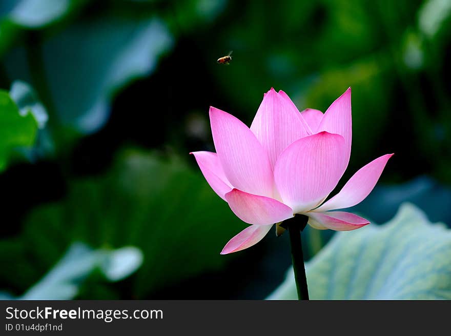 Lotus flowers gentleman for
Elegant. Lotus flowers gentleman for
Elegant