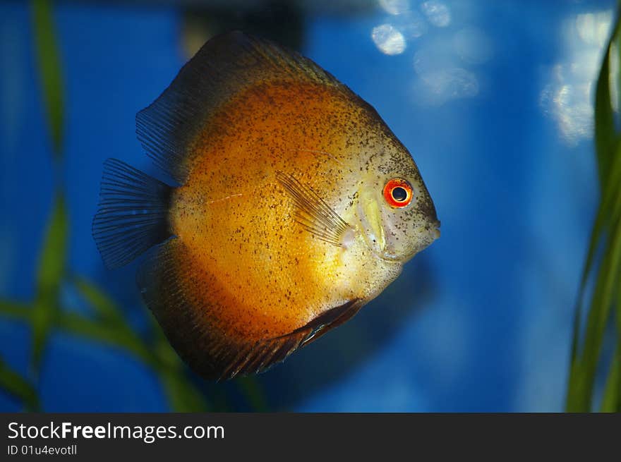 Aquarium yellow fish