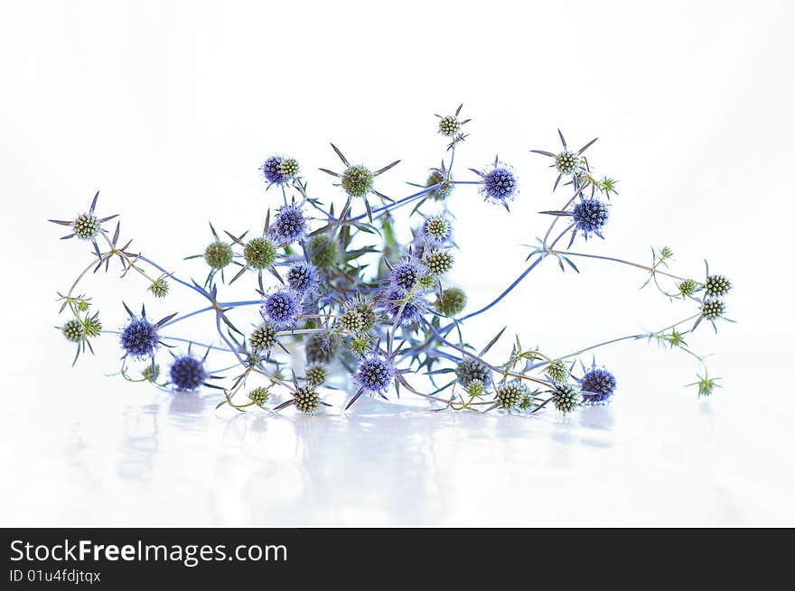 Blue Flowers