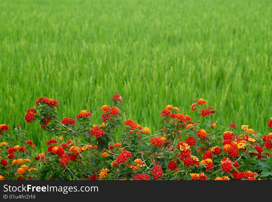 Rice Field