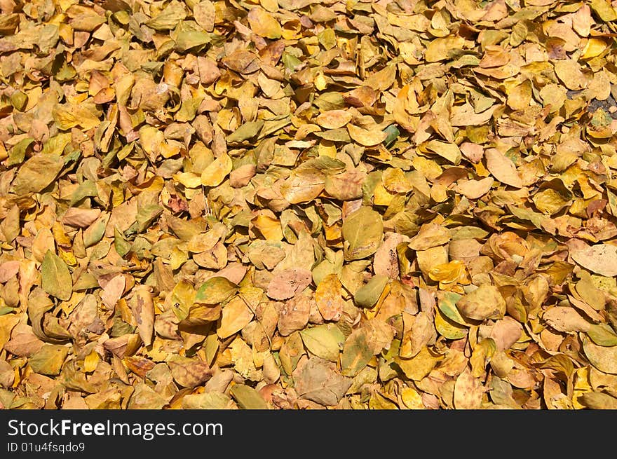 Yellow leaves in the fall background. Yellow leaves in the fall background
