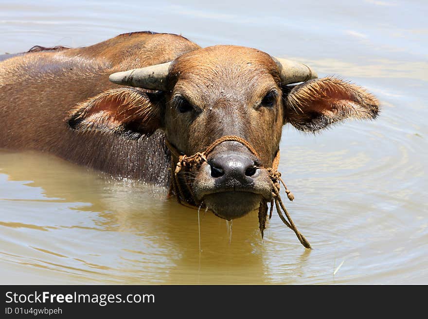 A rest in the water buffalo