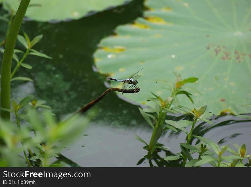 In the pond in summer, a dragonfly stands quietly on a lotus handle