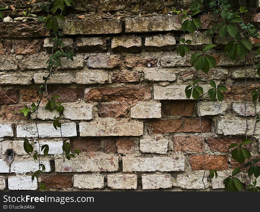 Brick wall with nature green leaf