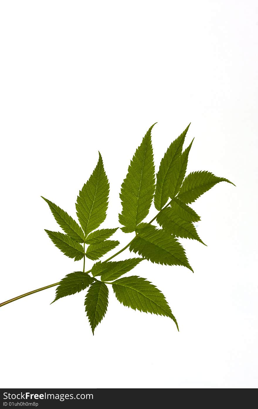 Green textured leave isolated over white background. Green textured leave isolated over white background