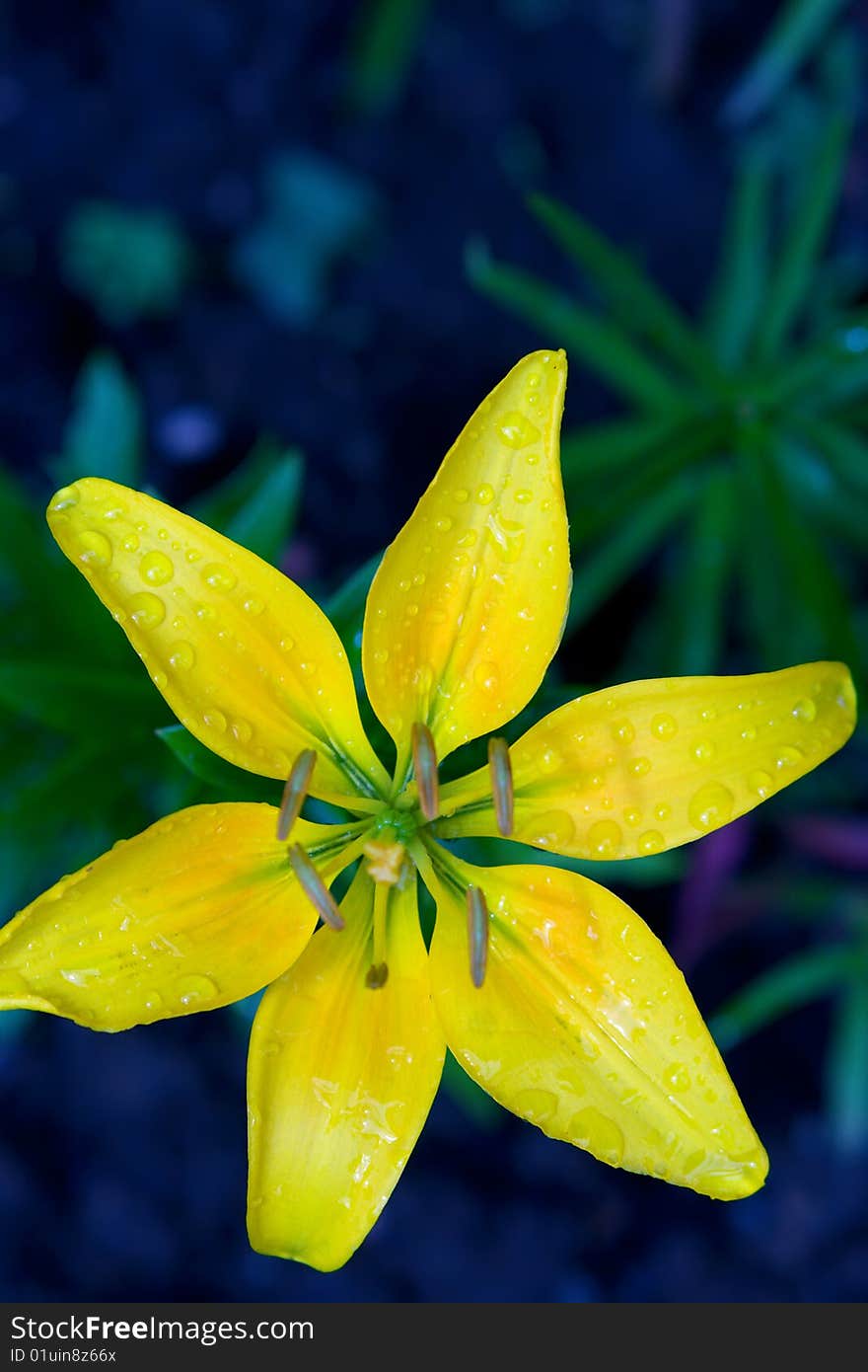 Yellow Lily