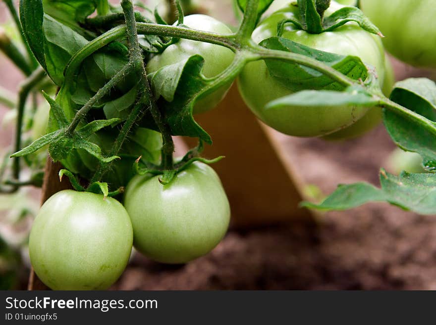 Close-up photo of green growing tomatoes. Close-up photo of green growing tomatoes