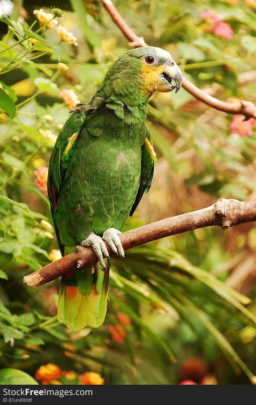 Amazon parrot