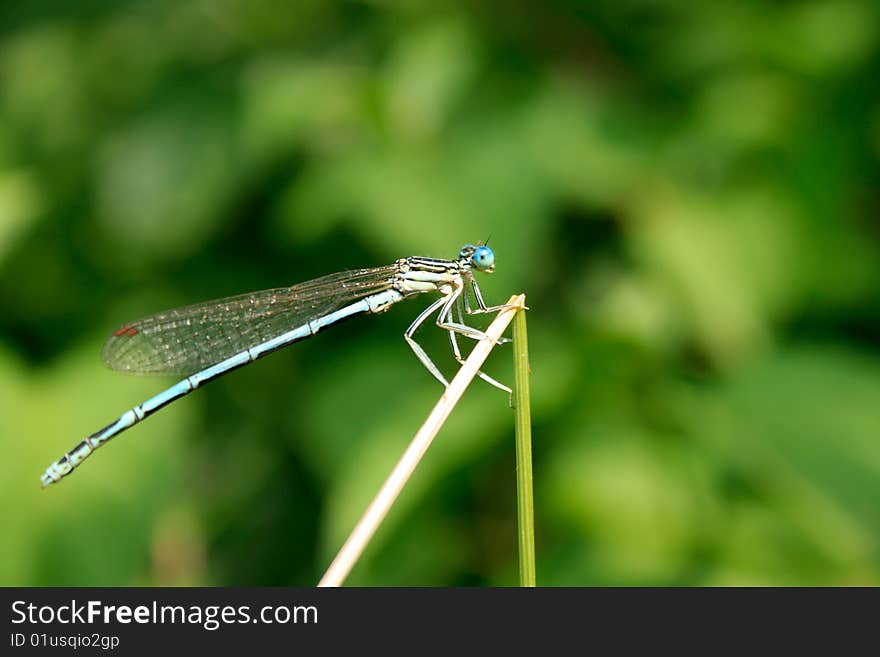 Blue dragonfly on green background.