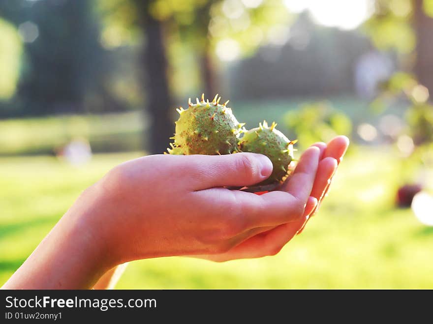 Close-up of hands holding chestnuts; warm natural lighting. Close-up of hands holding chestnuts; warm natural lighting