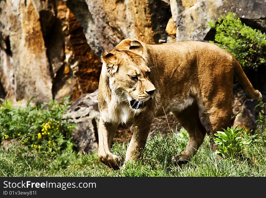 Lioness picture taken at Berlin Zoo