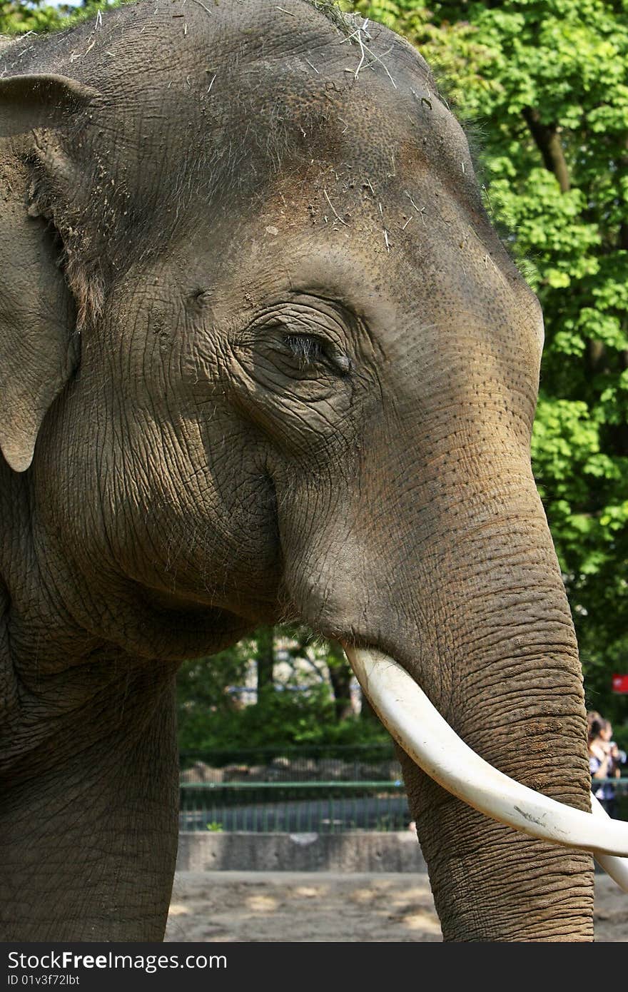 An elephant photo taken at Berlin Zoo